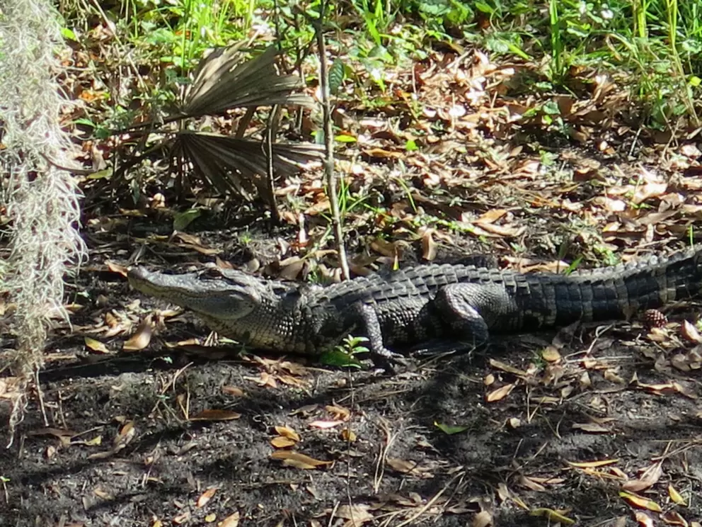 Wild alligator hanging out on the other side of the pond! 