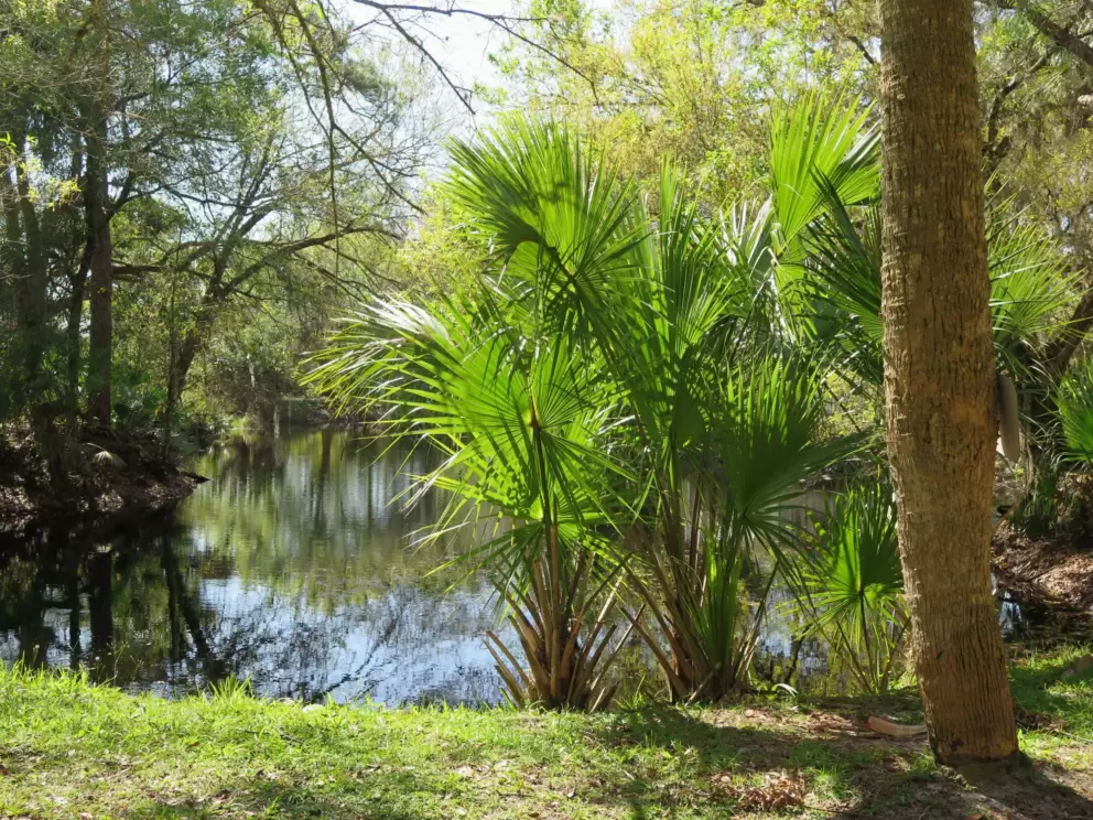 The pond is pretty!