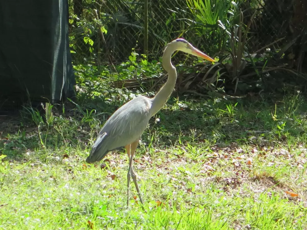 Great blue heron.