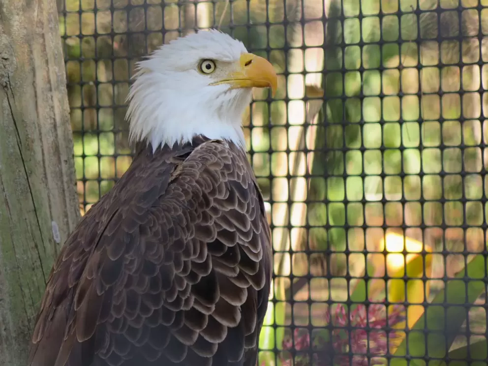 The eagle is handsome.