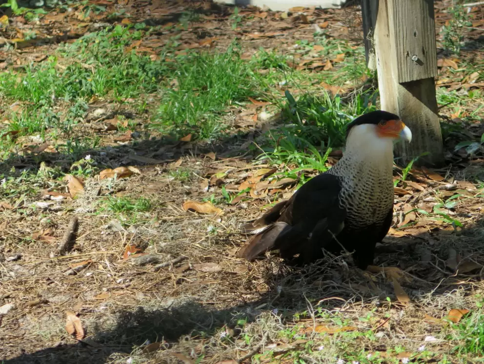 A bird with cute markings and beak.
