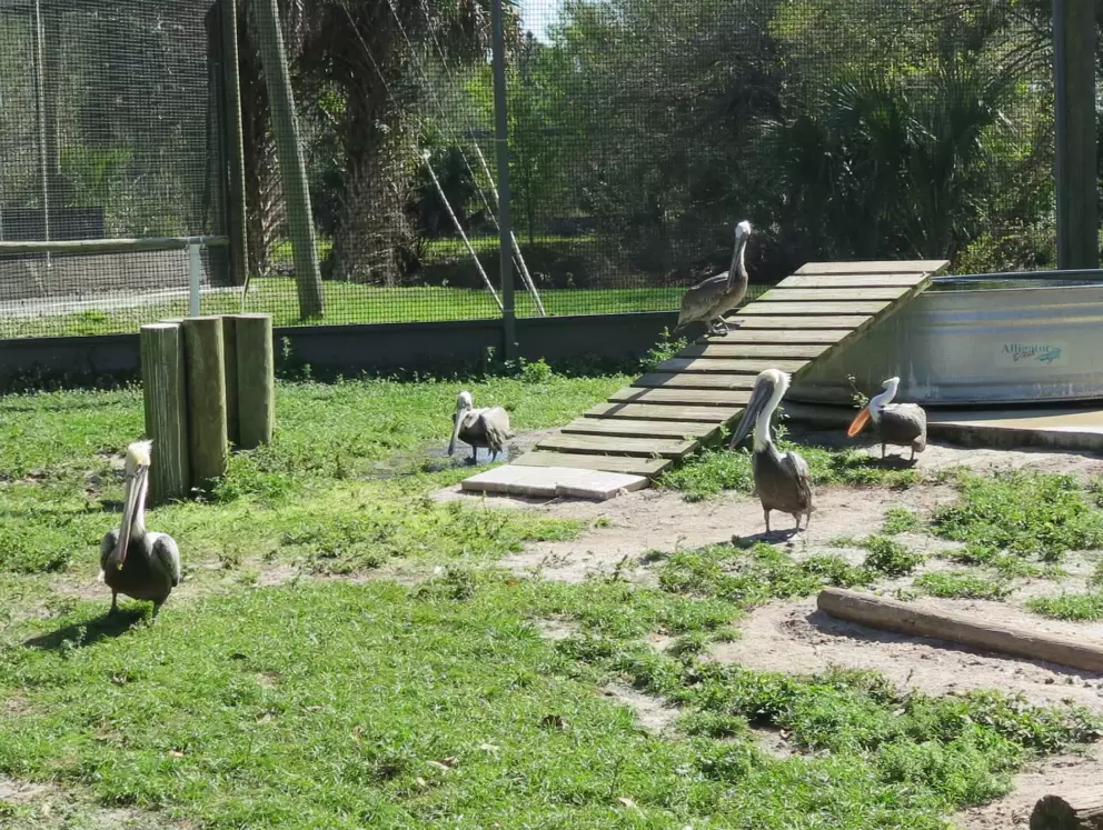 The pelicans have a nice enclosure with a ramp to climb.