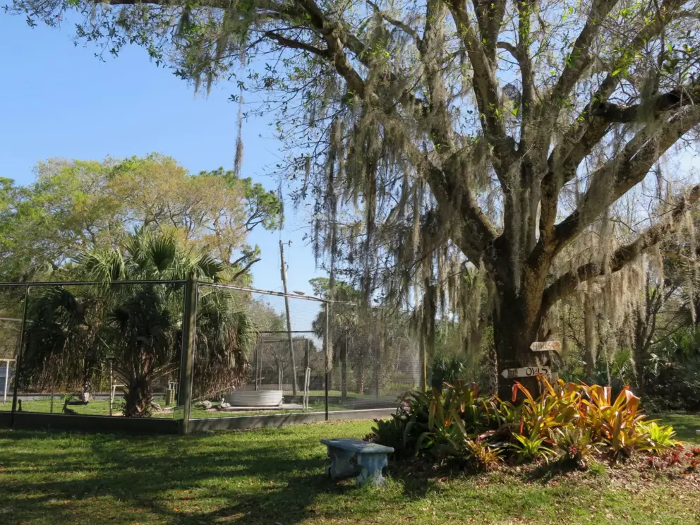 Tree with Spanish moss, blue bench, and the pelican enclosure behind it. 