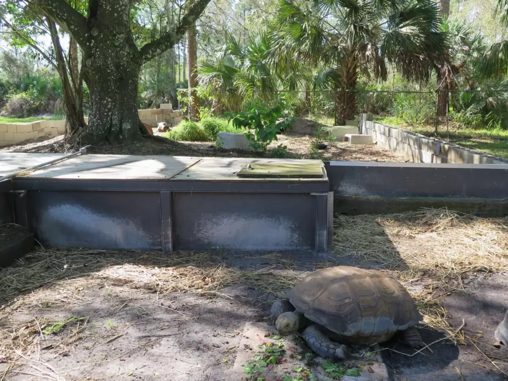 Giant tortoise in a nice enclosure with veggies.