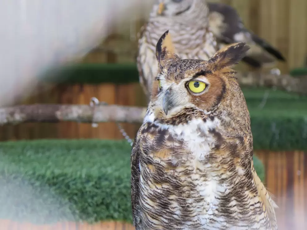 Owl with beautiful yellow eyes.