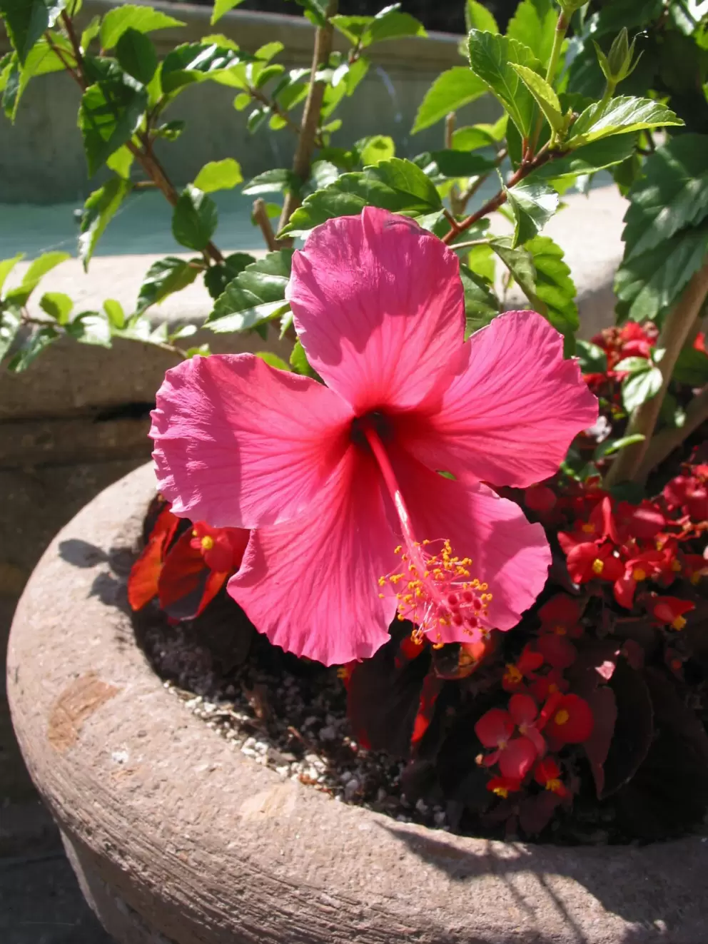 Potted hibiscus in the courtyard.