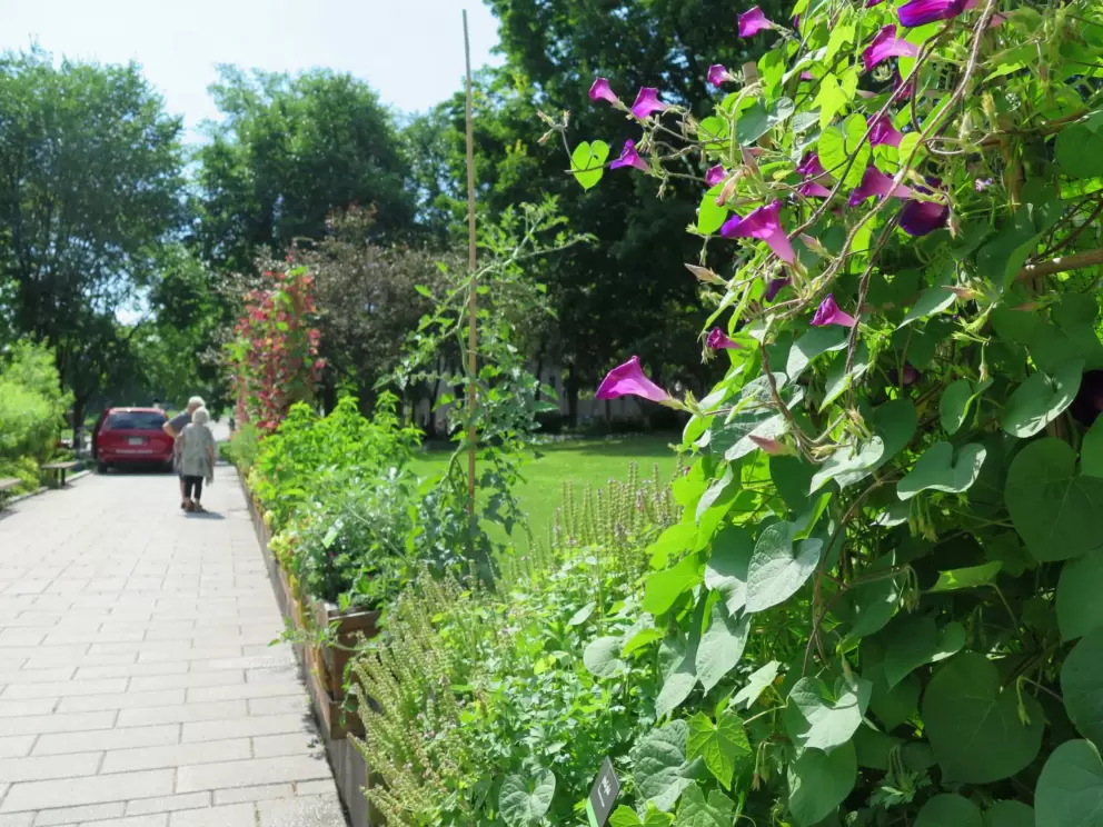 Strolling along Parliament Gardens. 