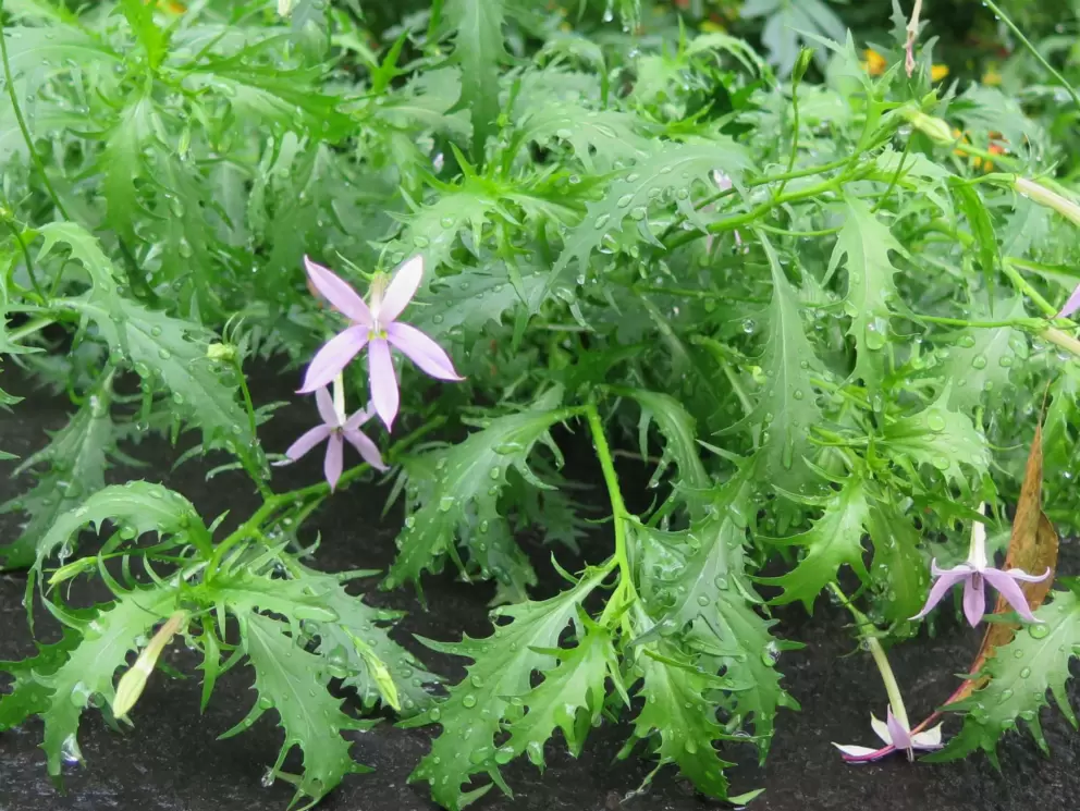 Dainty flowers.