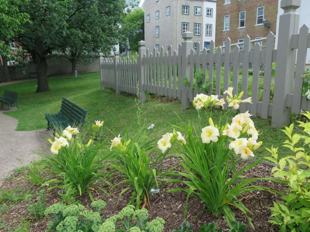 Flowers by the picket fence. 