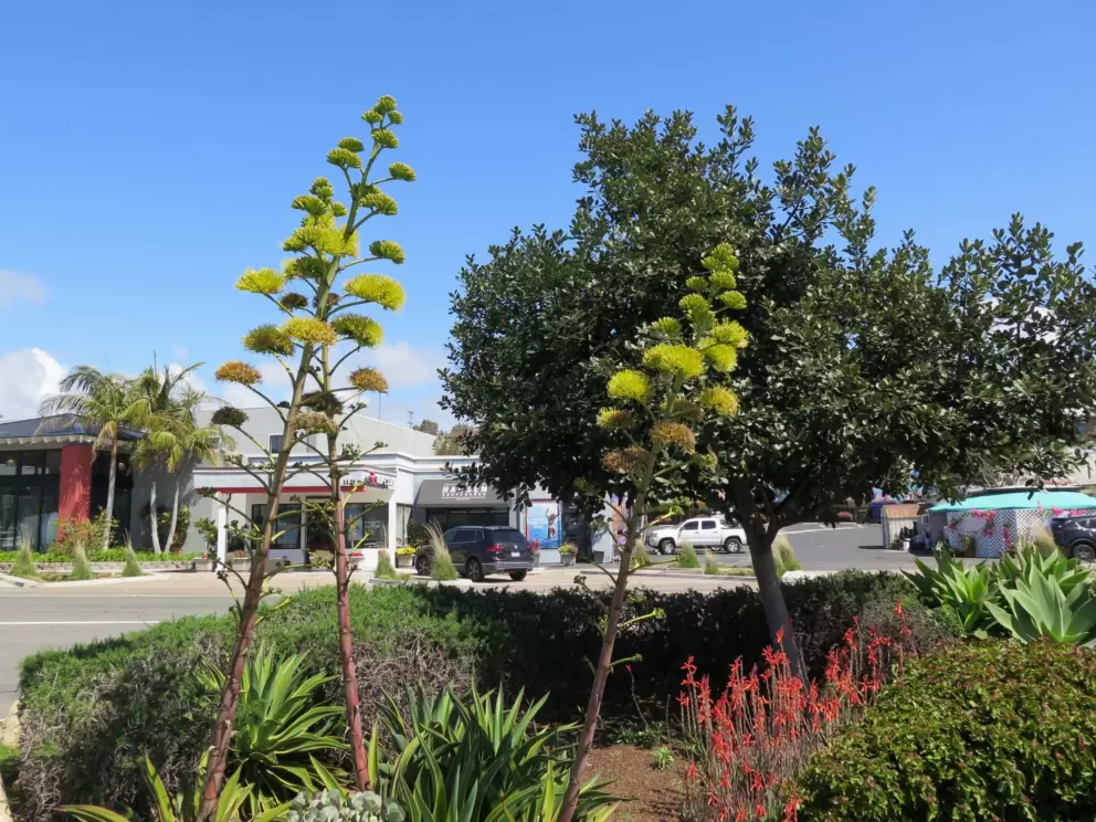 Agave americana and blue sky. 