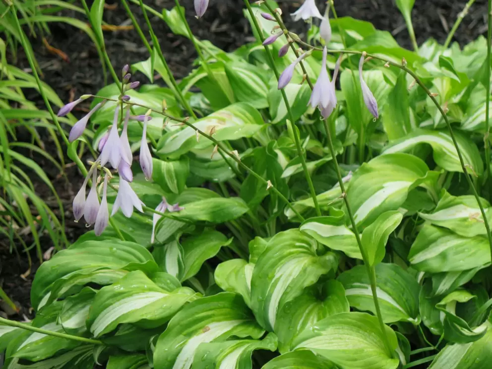 Flowers in the garden.