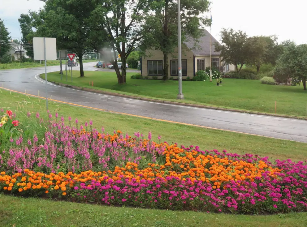Flowers along the roadside.
