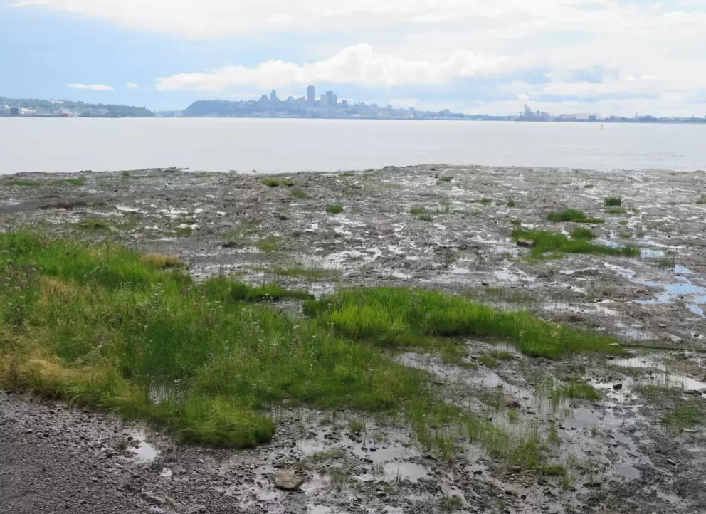 View of mudflats and city skyline. 