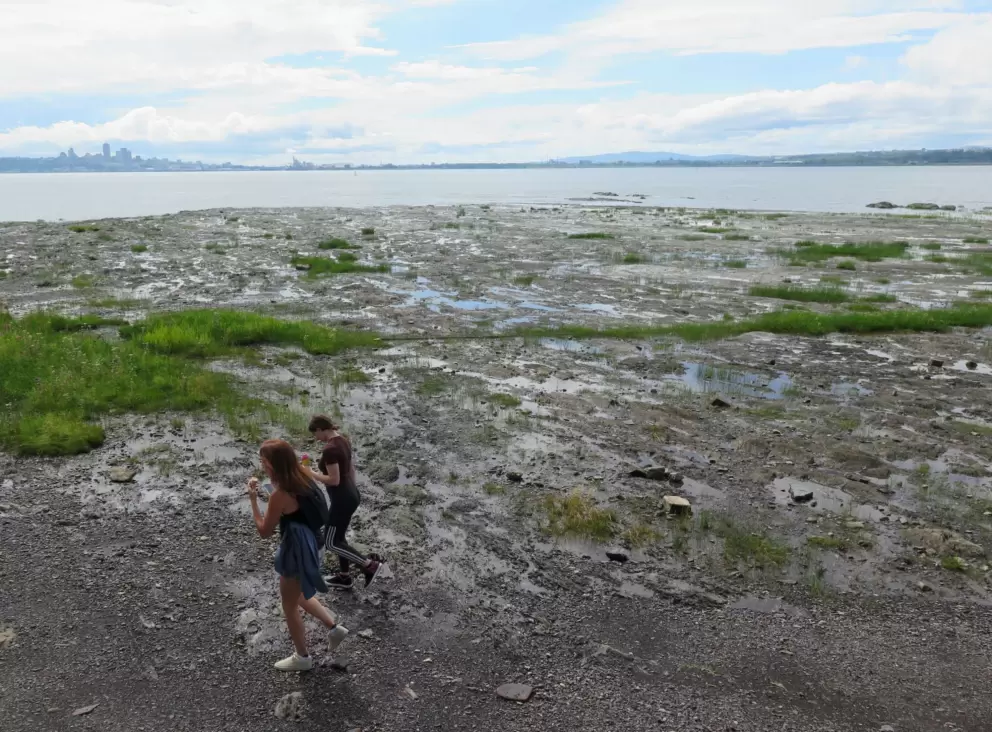 Exploring the mudflats. 