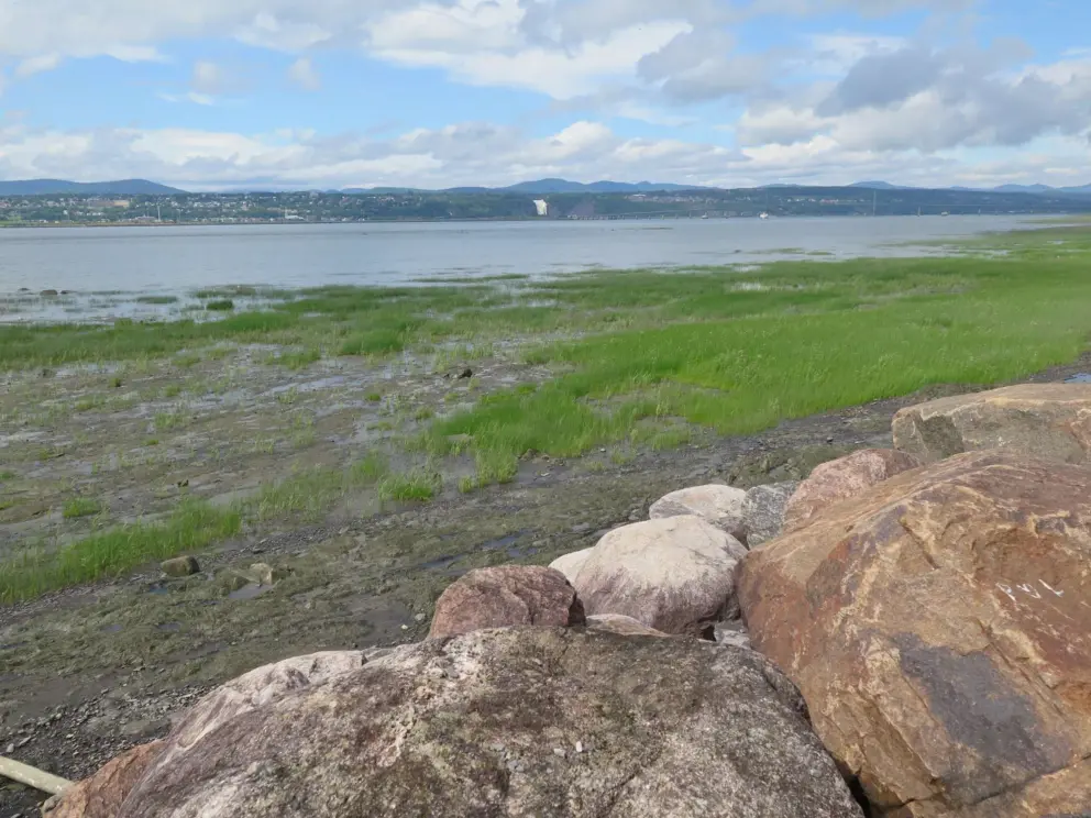 Boulders and green marsh grasses, and the blue water in the distance. 