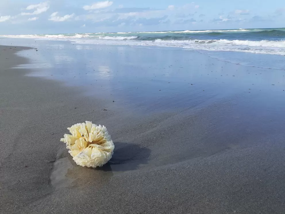 Interesting coral on the shore!