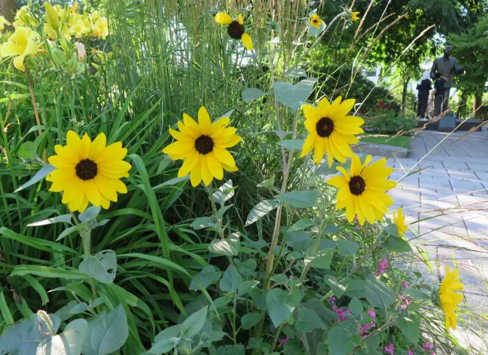 Yellow flowers in the garden.