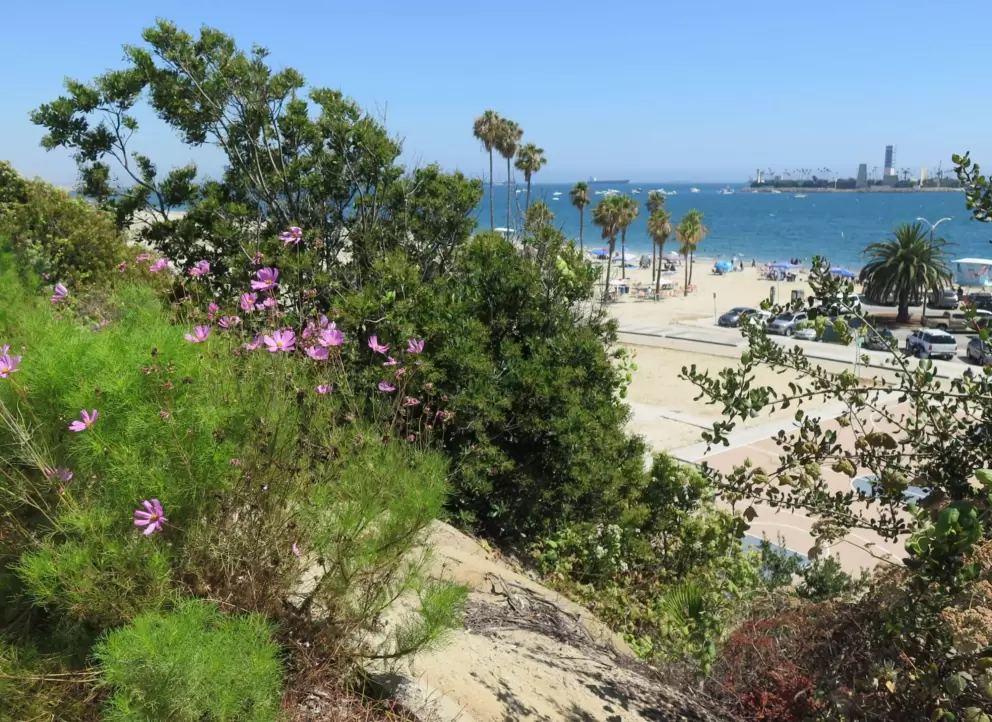 Views of flowers and trees and the blue sea, from Bluff Park!