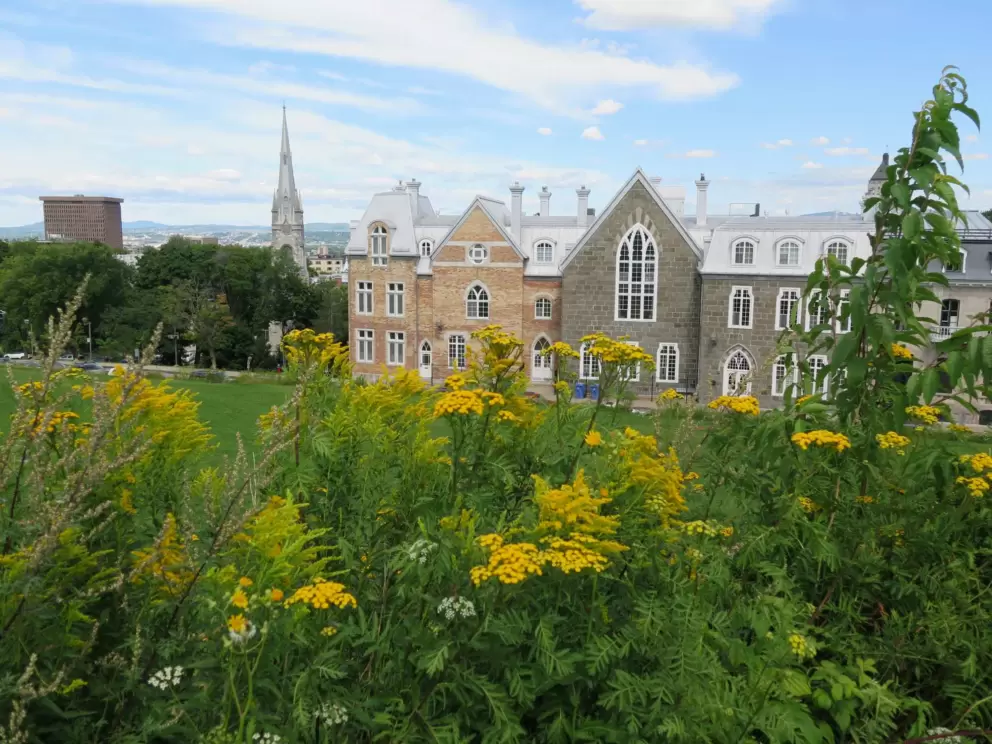 Views of Avenue Saint-Denis and flowers.
