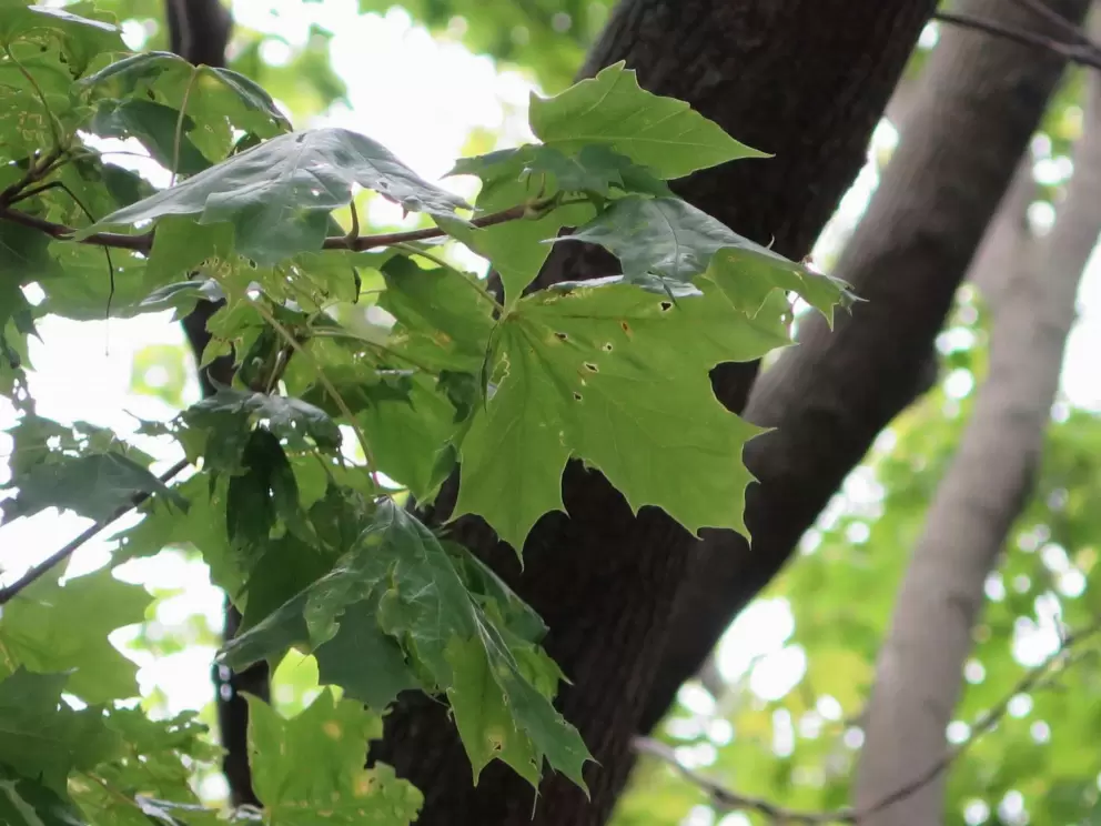 Maple trees over the river. 