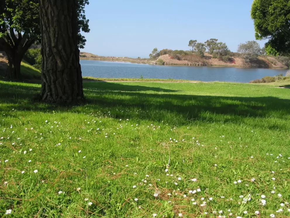 Sitting amongst the daisies at the lagoon.