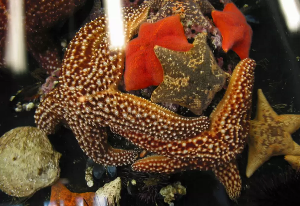 Starfish, sea urchins, and other cool creatures at The Reef touch tanks.