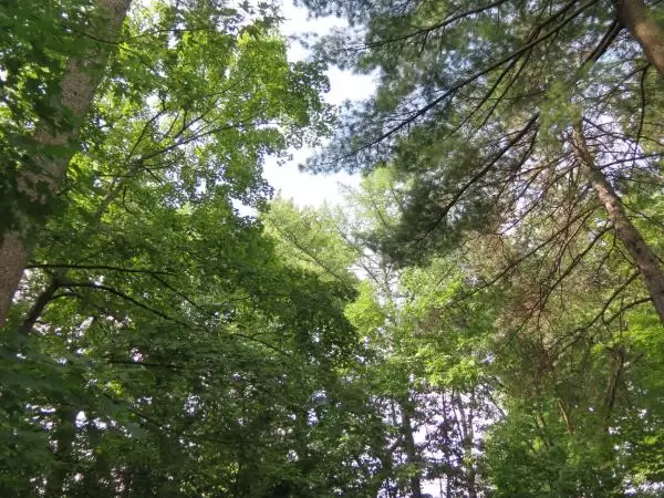 Many different types of trees. 