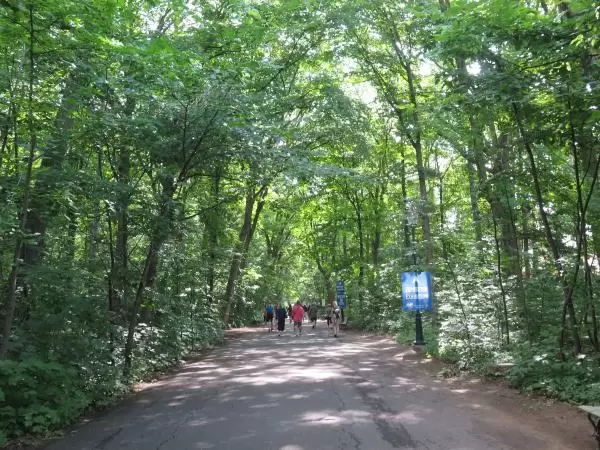 Wide path through the forest. 