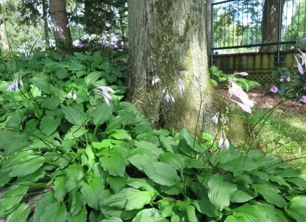 Flowers under a tree. 