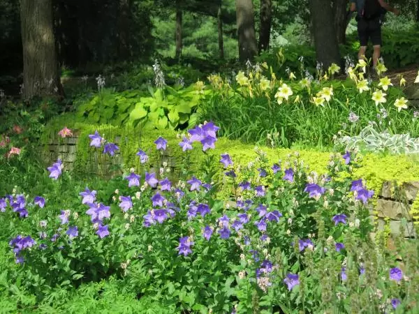 Delicate flowers. 
