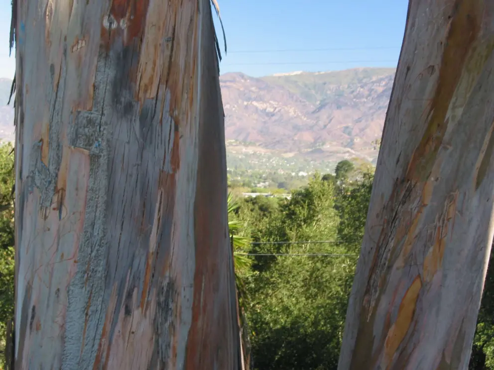 Eucalyptus trees at Escondido Park.