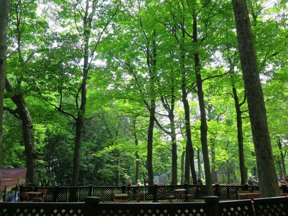 So many maples trees. I want to come here in autumn. 