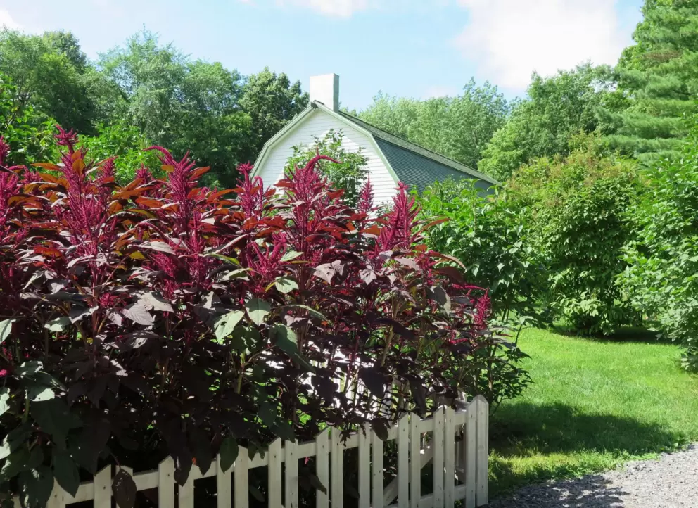 A farmhouse and white picket fence. 