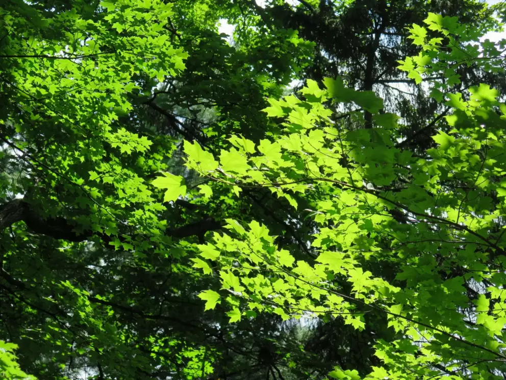 Lit up leaves in the sun. 