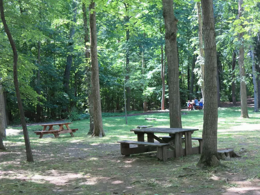 Picnic tables in the forest. 