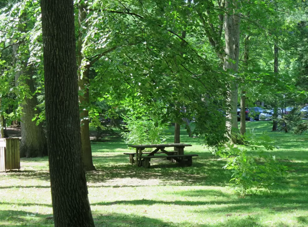 Picnic table and lush surroundings. 