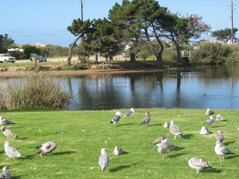 Seagulls hang out by the lake. 