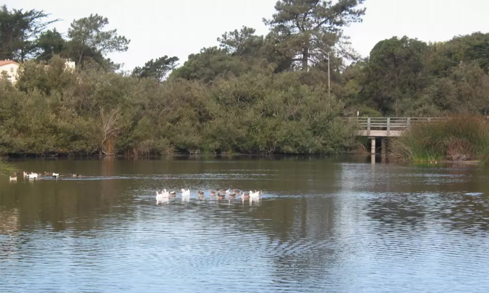 Ducks glide by on the lake. 