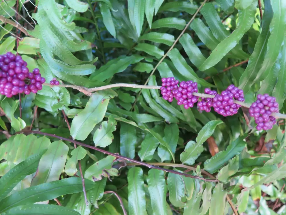 Beautyberries are so pretty!