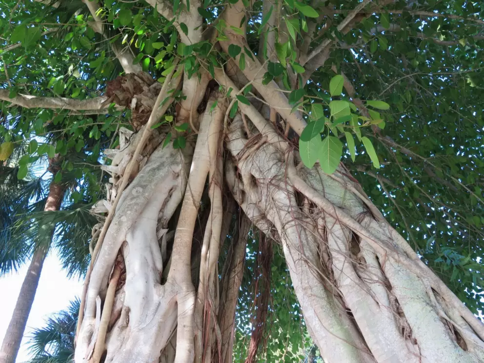 Banyan tree in all its glory.
