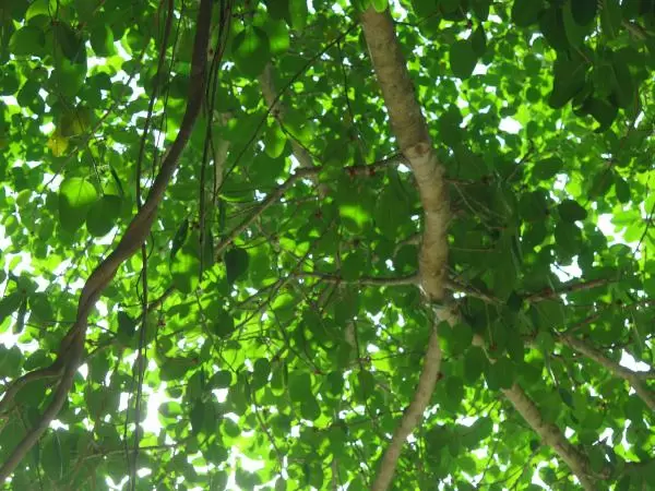 Looking up at the banyan tree leaves. 