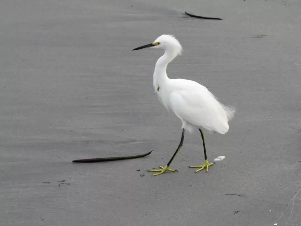 Sea bird and sea beans. 