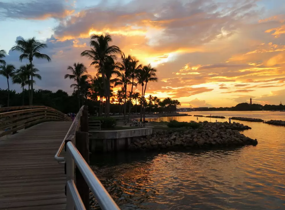 Bridge and cluster of palms at sunset. 