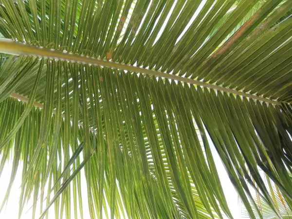 Palm frond. 
