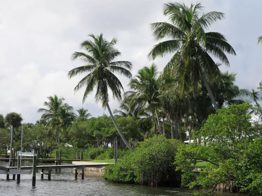 Coconut tree bending over the water. 