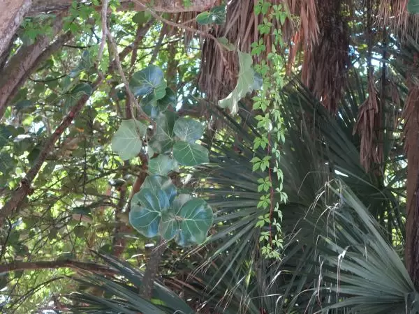 Tropical greenery. 