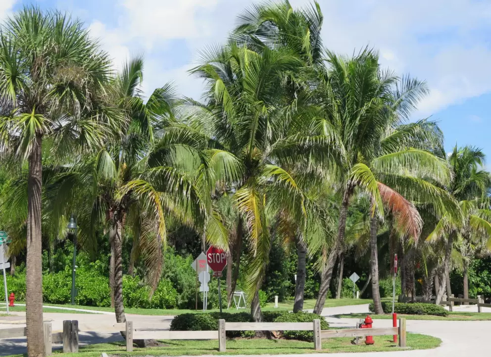 Coconut trees galore in the parking lot. 