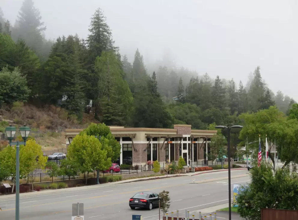 Fog around the pine trees. 