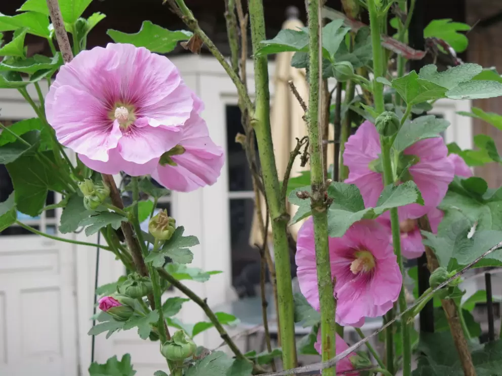 Flowers. 