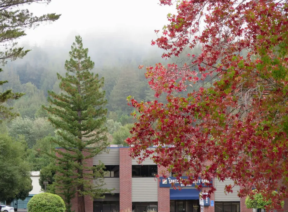 Red leaves and pine. 